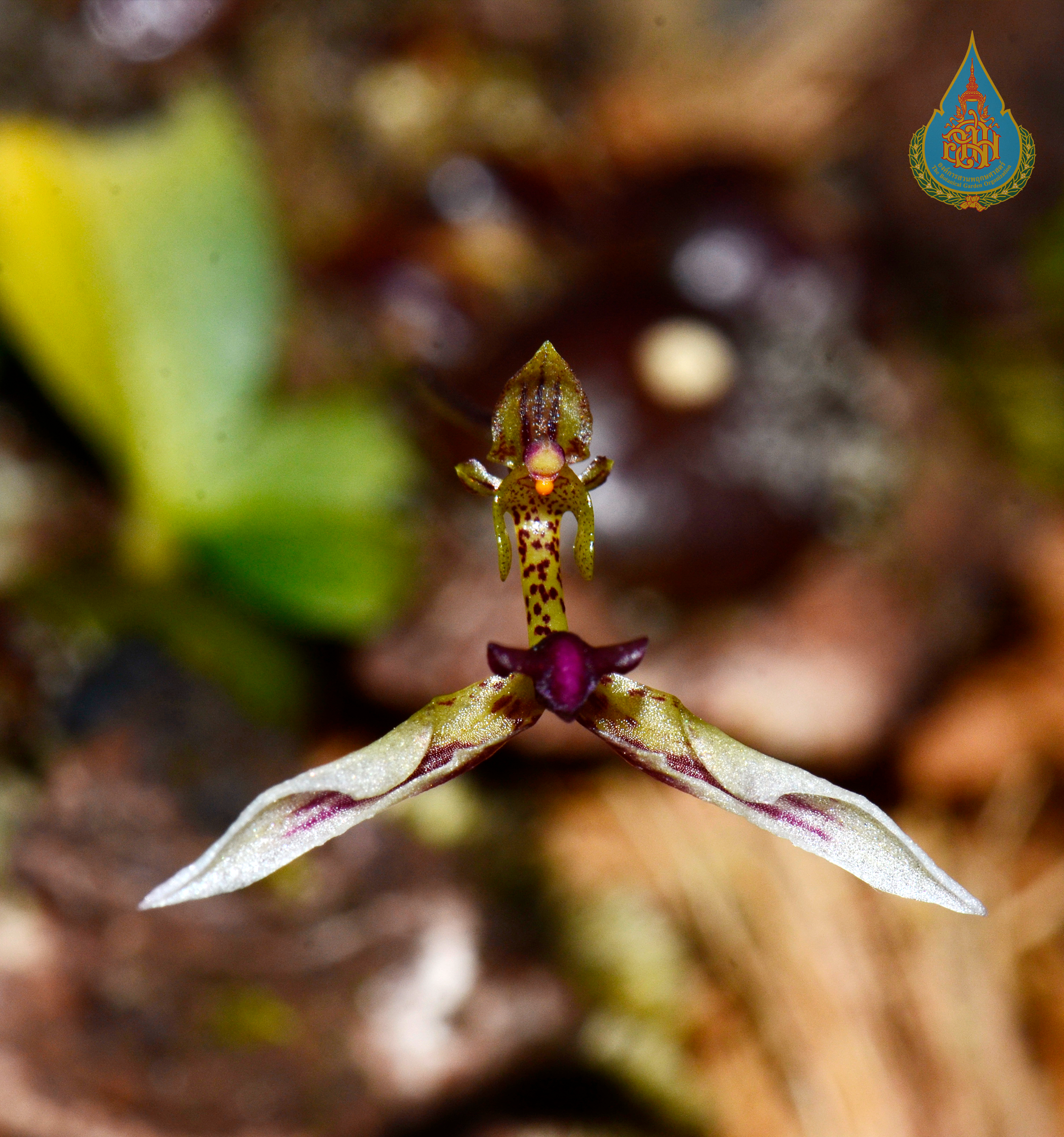 ทิมพิมาน Bulbophyllum drymoda J.J.Verm., Schuit. & de Vogel<br/>ORCHIDACEAE